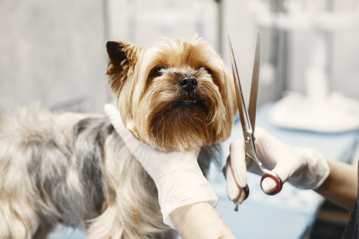 Pet Care