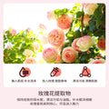 泊泉雅玫瑰香氛润肤沐浴露滋润嫩肤清洁污垢润肤露留香沐浴液批发