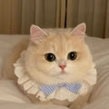 可爱蝴蝶结仙女猫咪口水巾公主风蕾丝项圈铃铛项链围兜狗狗围巾