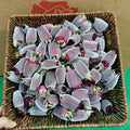 冻干墨红玫瑰花茶云南特级食用大朵干玫瑰花冠罐装正品独立包装
